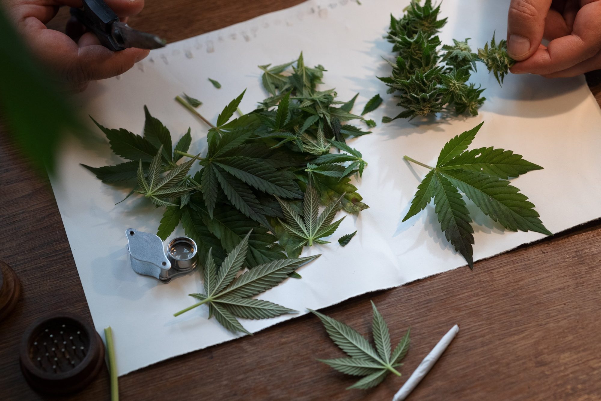 Trimming home-grown cannabis buds in a Berlin apartment, 2021